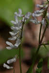 Carolina vetch